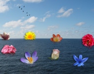Blüten auf dem Meer