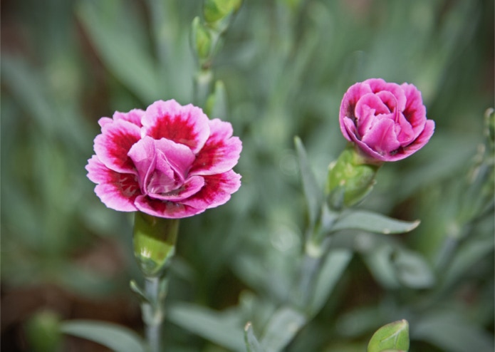 Gartennelke