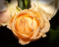 Rosen - Mit Vignette Schwarz