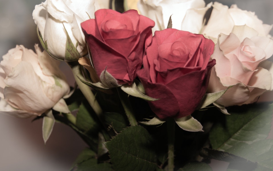 Rosen - Mit Vignette Weiß